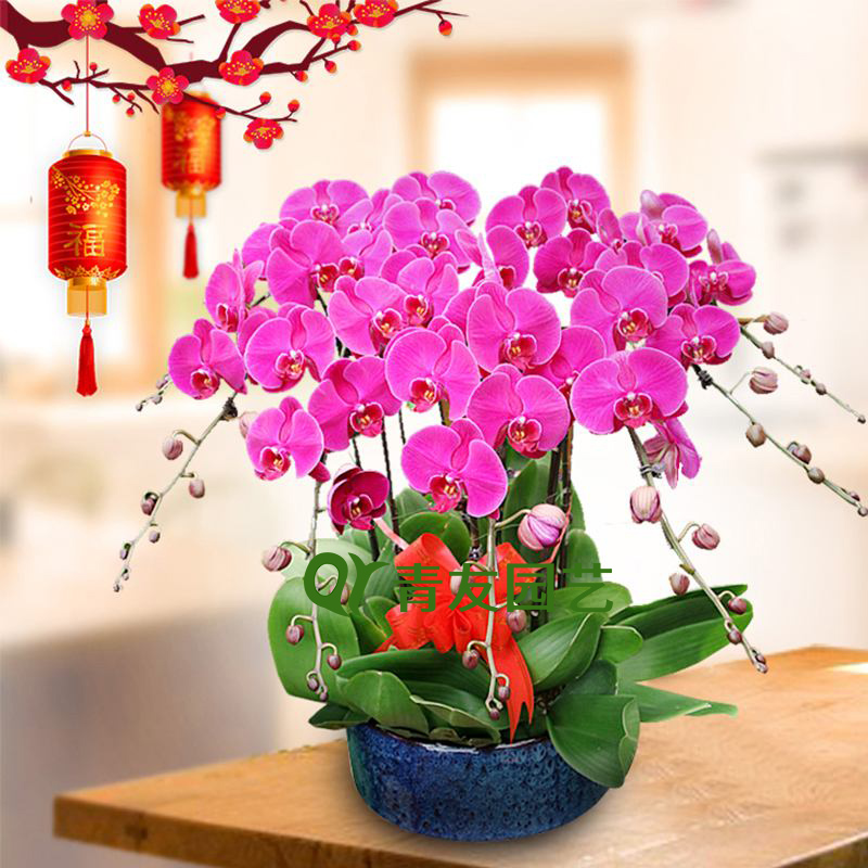 粉色蝴蝶兰