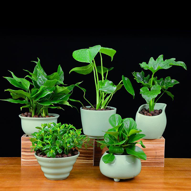 组合盆栽005-桌面绿植组合