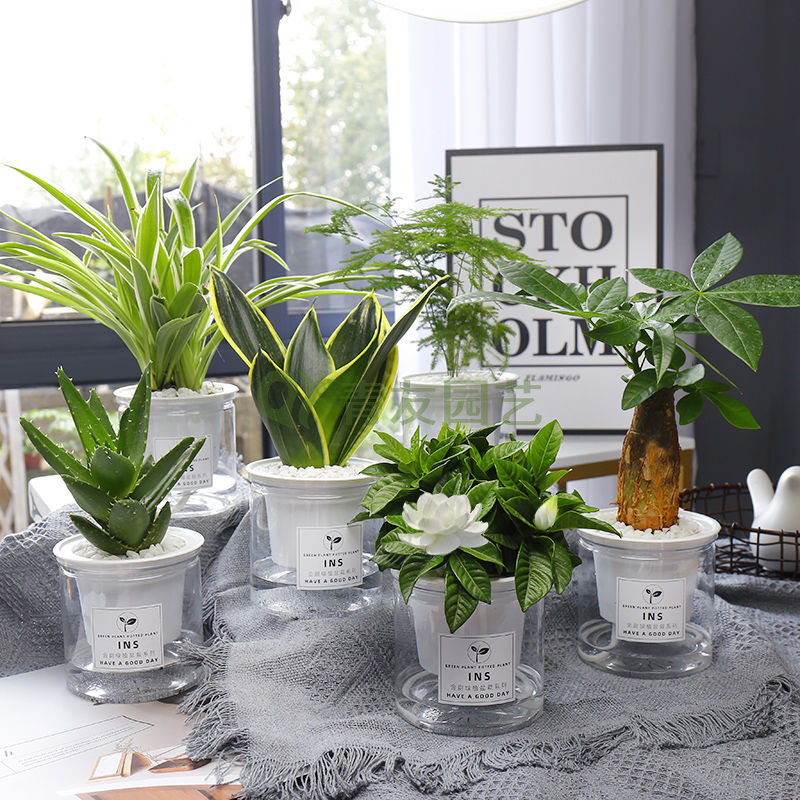  组合盆栽035-水培绿植组合