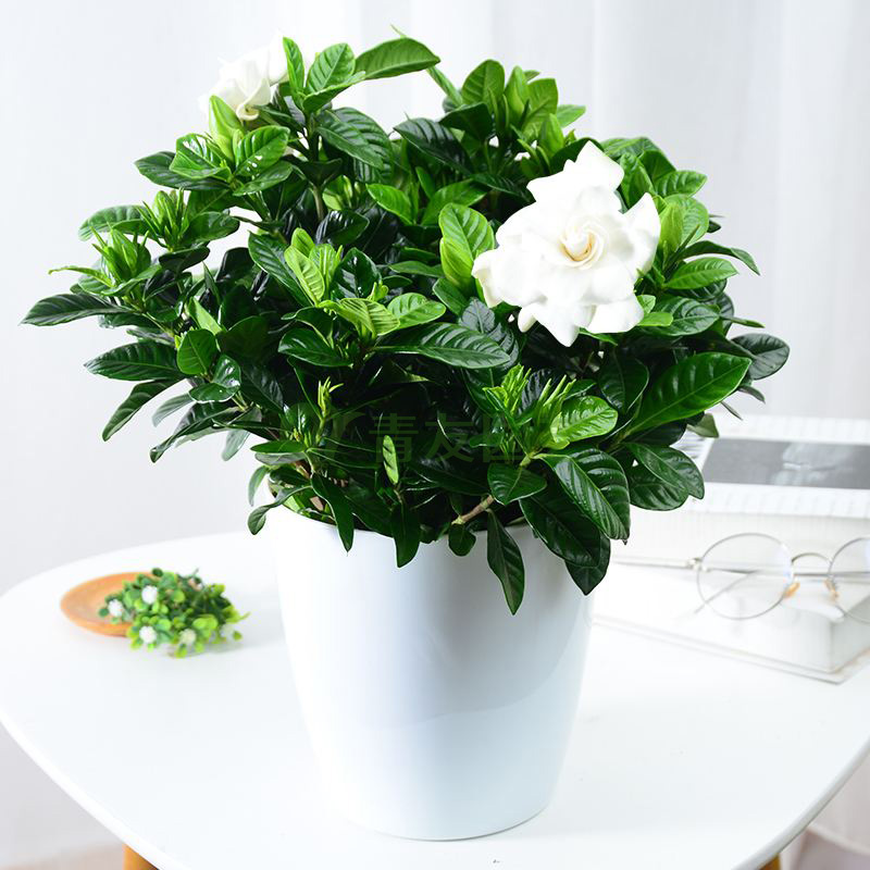 栀子花