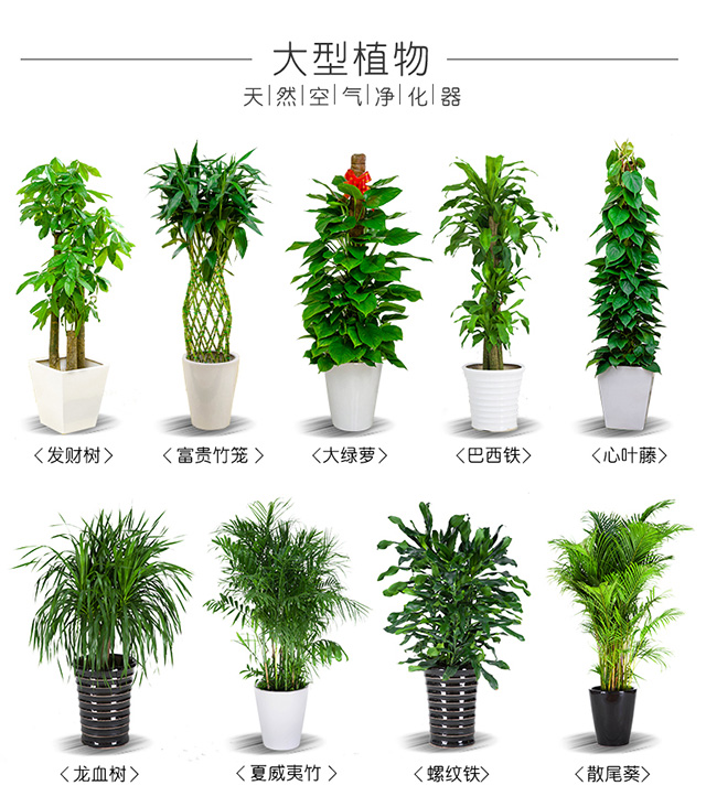 花卉绿植租赁养护怎么收费